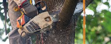 How Our Tree Care Process Works  in  Waterford, CA