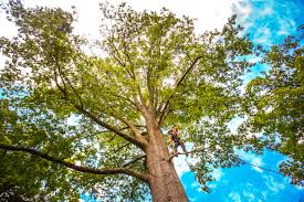Best Hazardous Tree Removal  in Waterford, CA