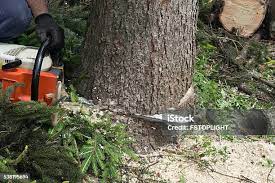 Best Tree Trimming and Pruning  in Waterford, CA
