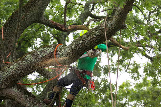  Waterford, CA Tree Care Pros