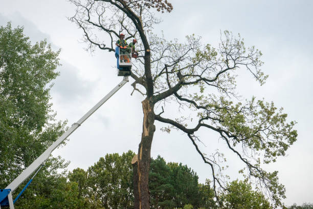 Best Storm Damage Tree Cleanup  in Waterford, CA