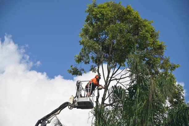 Best Utility Line Clearance  in Waterford, CA