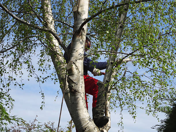 Waterford, CA Tree Care Company