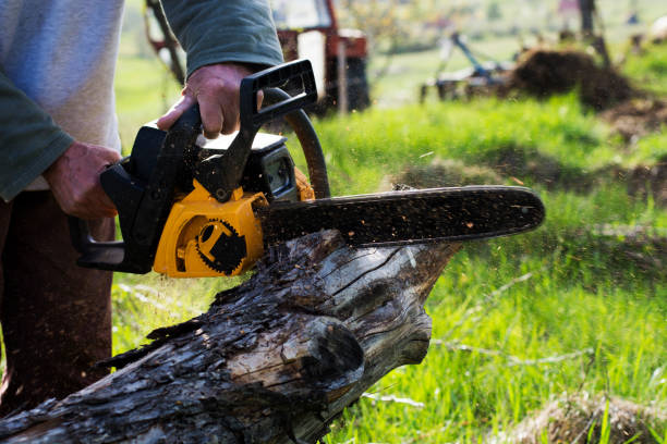 Best Tree Health Inspection  in Waterford, CA